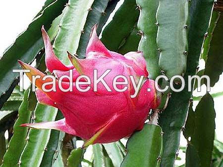 Fresh Dragon Fruits