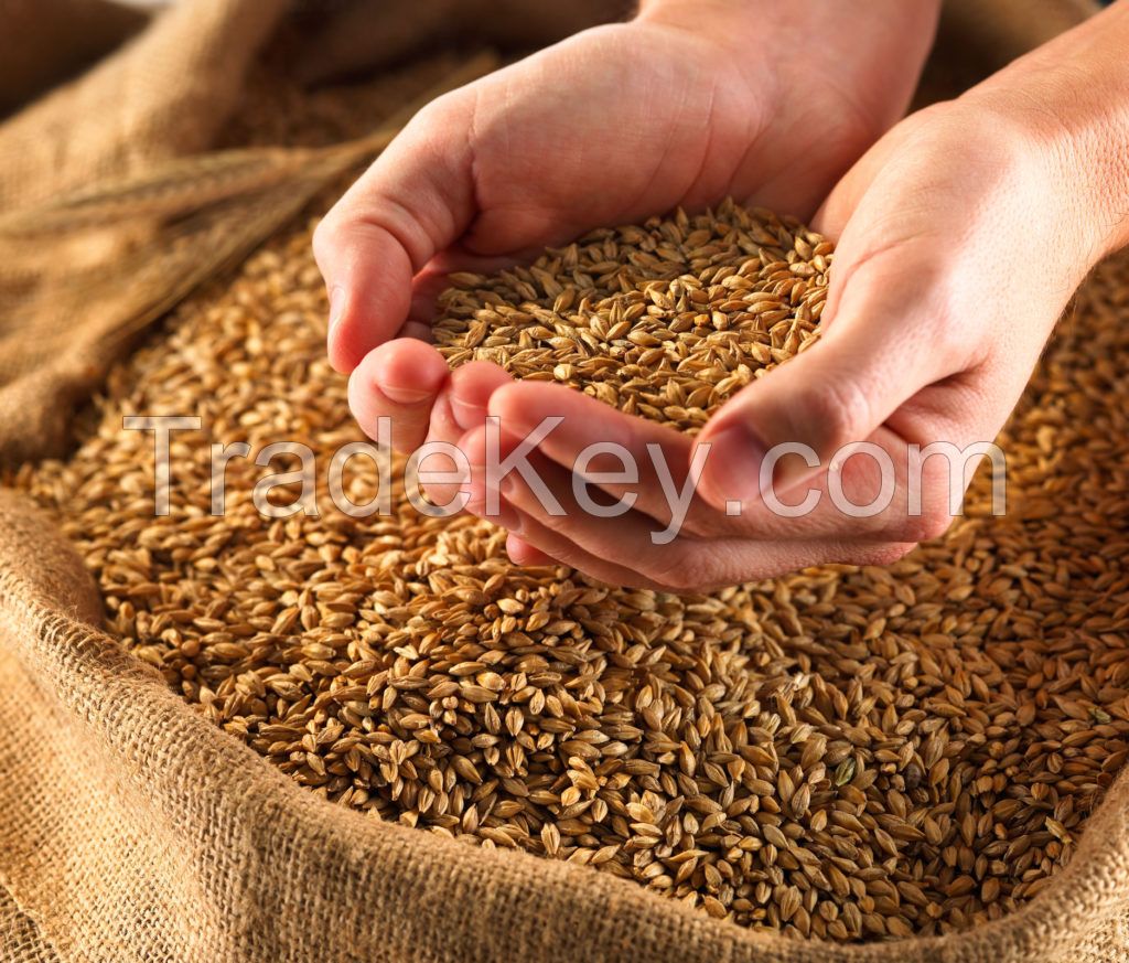 FEED BARLEY