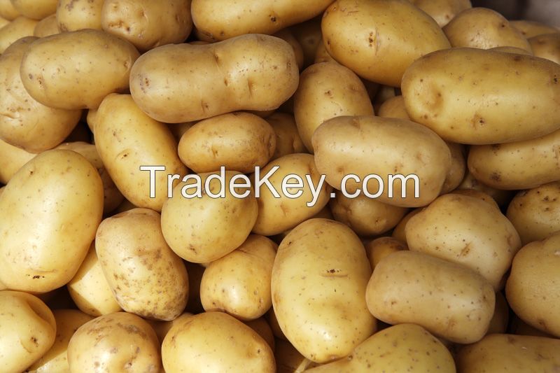 FRESH POTATOES