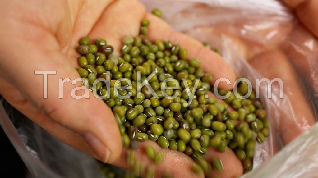 Green Mung Beans / Green Gram /Moong Dal