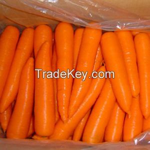 FRESH CARROTS