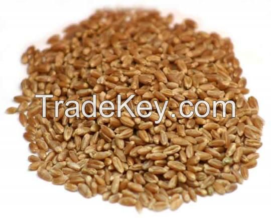 Wheat grass Seeds