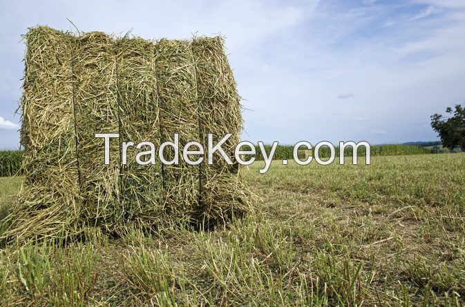 Top Quality Alfafa Hay for Animal Feeding Stuff Alfalfa / Alfalfa Hay / Alfalfa Hay FOR SALE