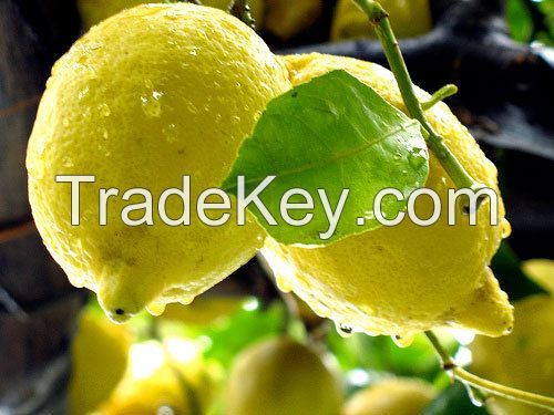 south africa fresh lemons