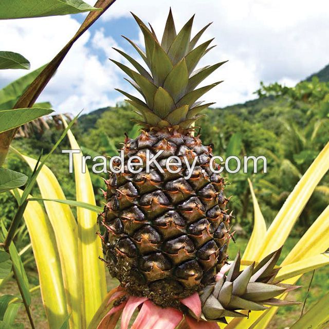 fresh Cayenne pineapple