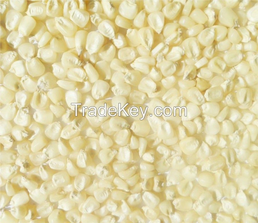 corn maize