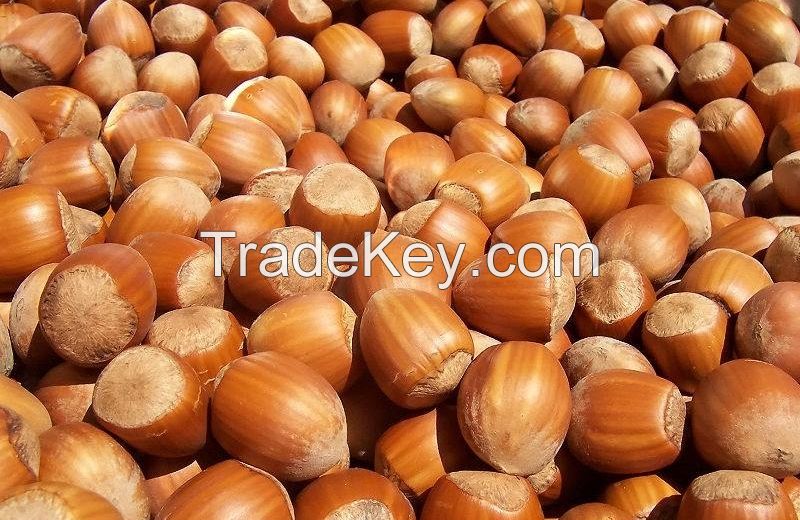 Special qiality Hazel Nuts