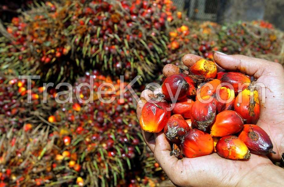 palm oils