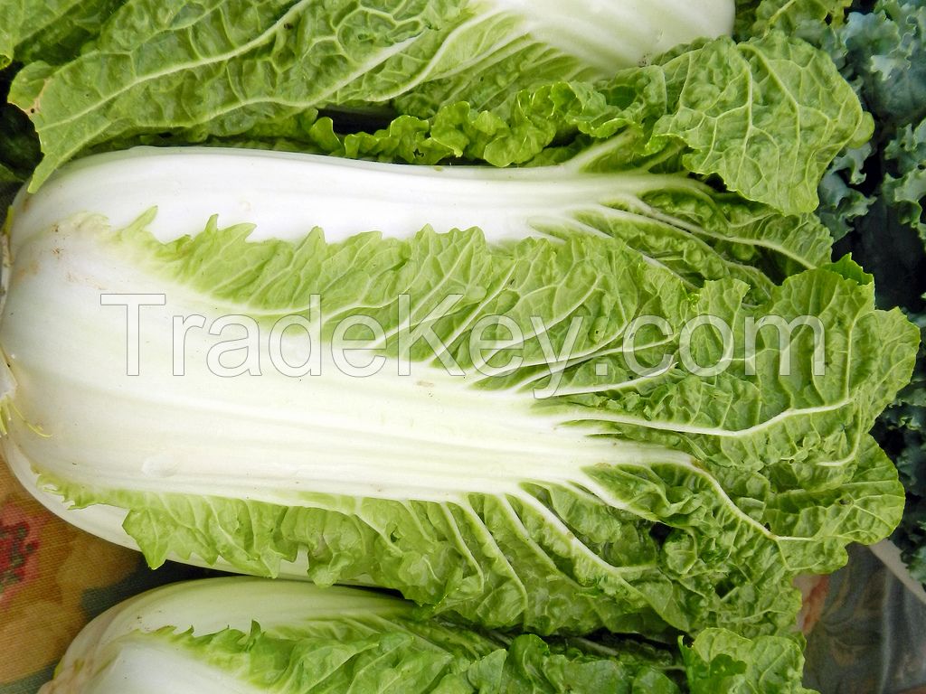 Fresh Celery Cabbage