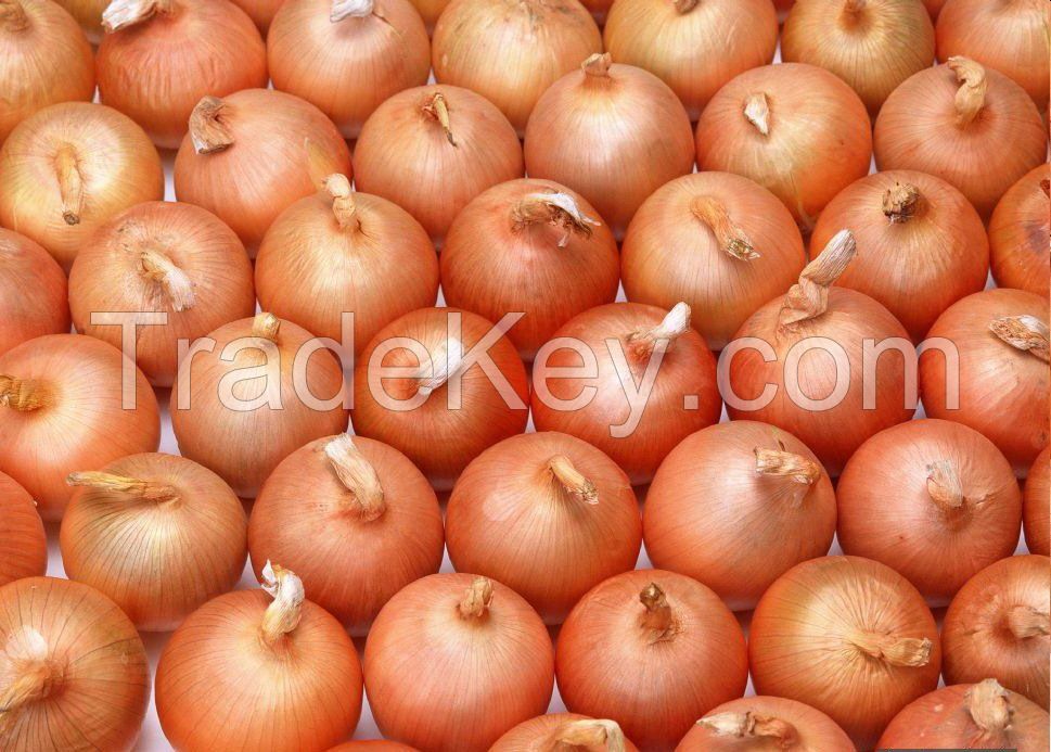 Fresh Onions