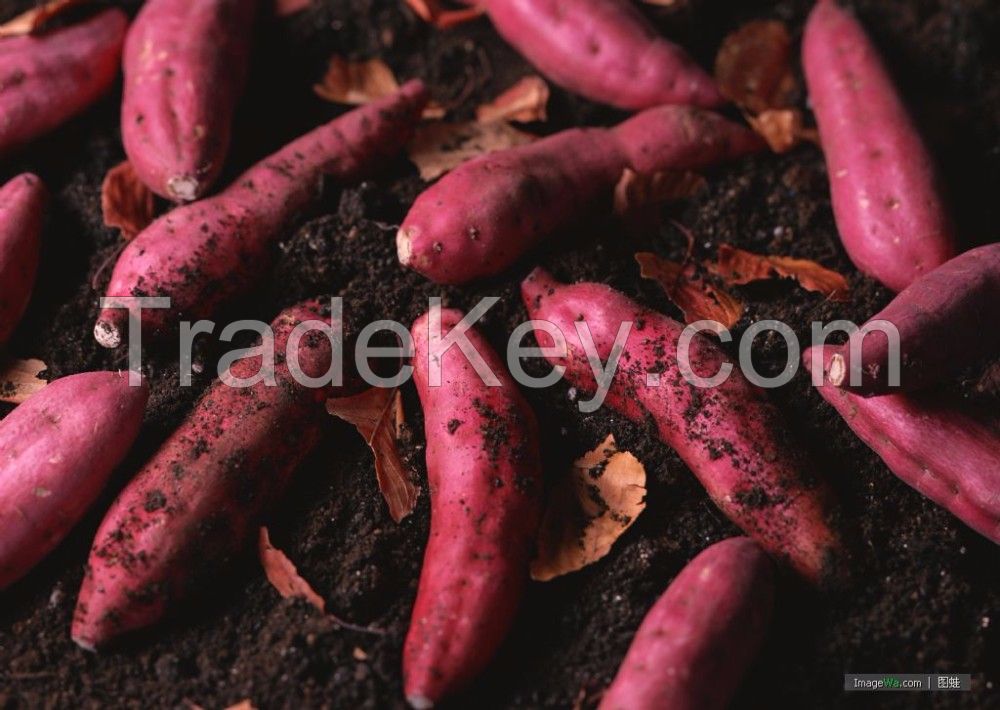 Fresh Sweet potatoes