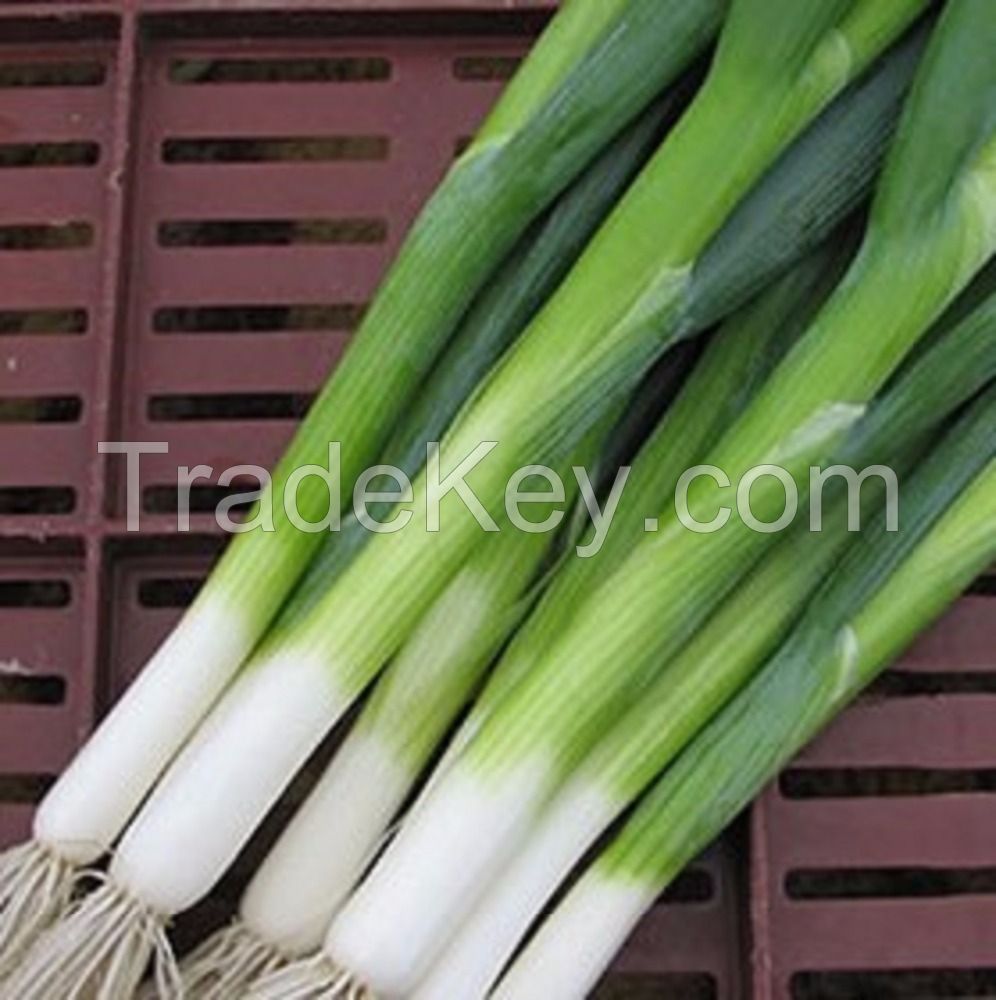 Fresh Scallion