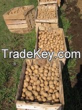 Fresh Potatoes, Sweet Potato For Sale.