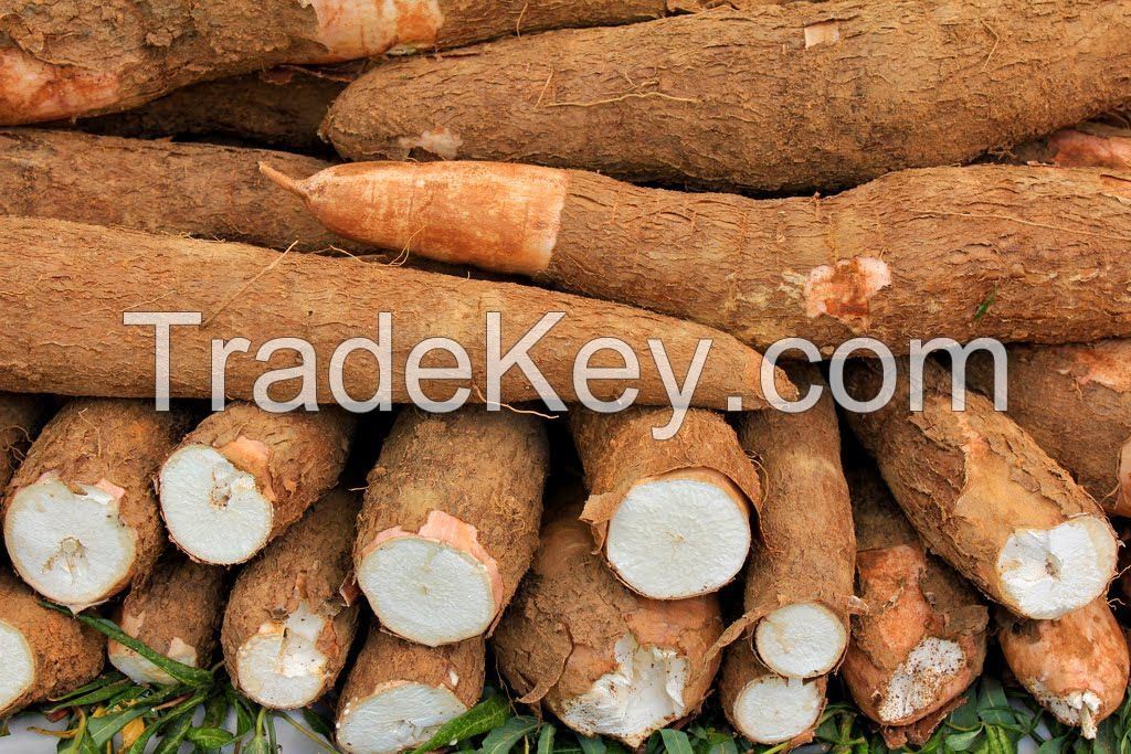 Fresh Cassava And Cassava Chips