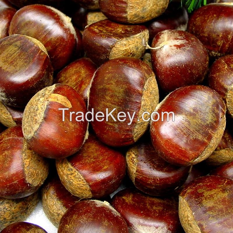 Organic Sweet Fresh Chest Nuts