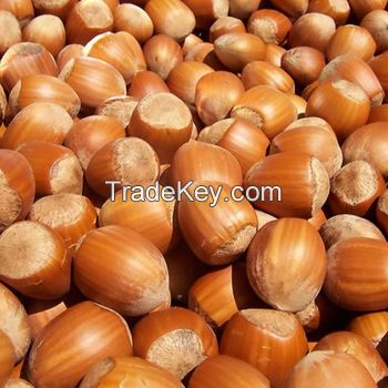 hazel nuts for sale