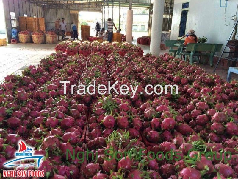 VIETNAMESE FRESH DRAGON FRUIT