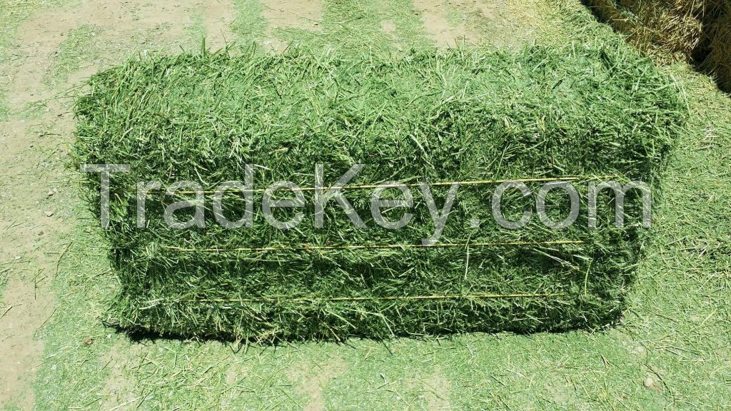 Cheap Alfalfa Hay