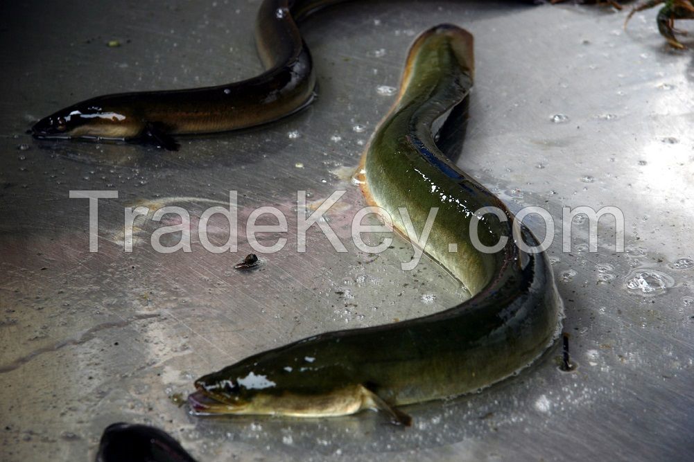 Live Wild Eels