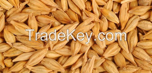 Feed Barley