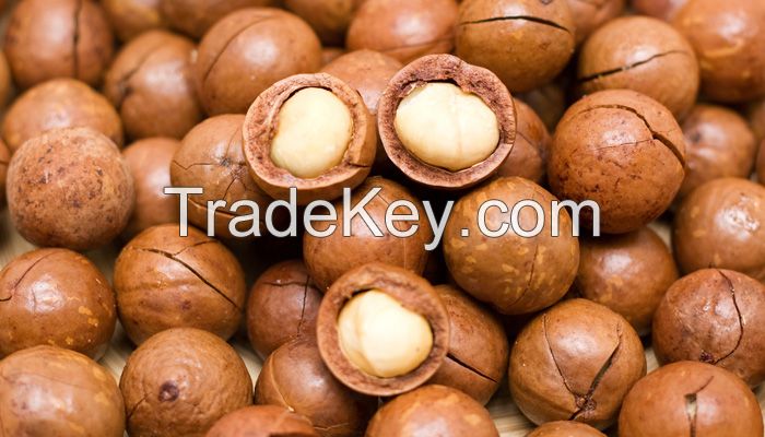 Raw Macadamia nuts with shell and Without shell