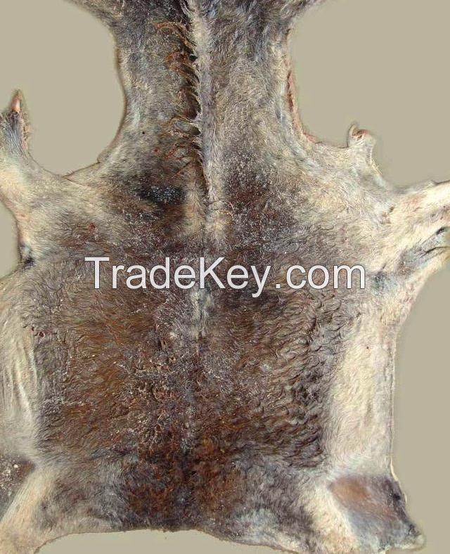 Wet Salted Cow And Donkey Hides