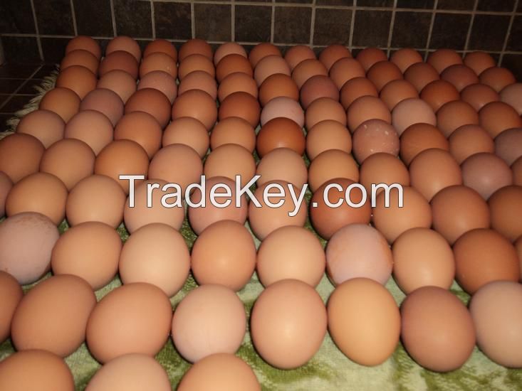 Fresh Table And Fertile Eggs