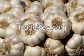 Fresh And dehydrated garlic