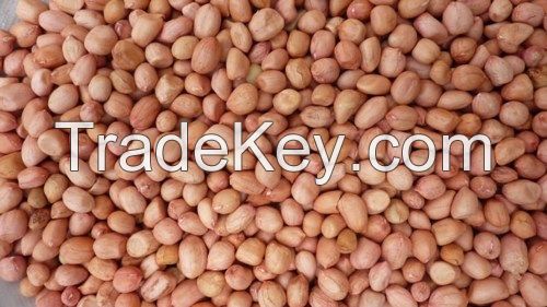 Blanched, Shelled and Peanut kernels For sale