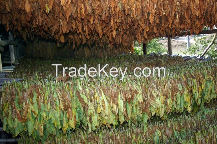 Raw Virginia Tobacco Leave For Sale