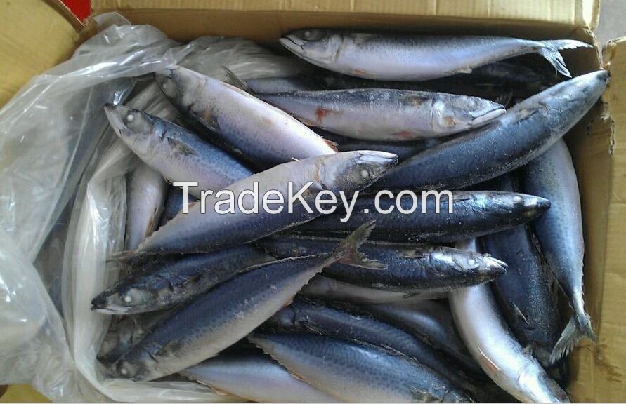 Frozen Mackerel Fish