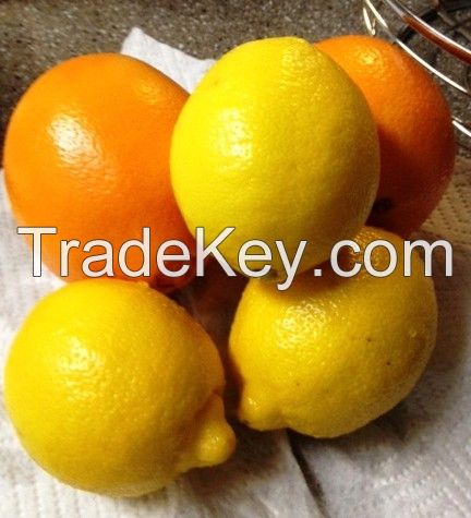 Fresh Lemon And Oranges