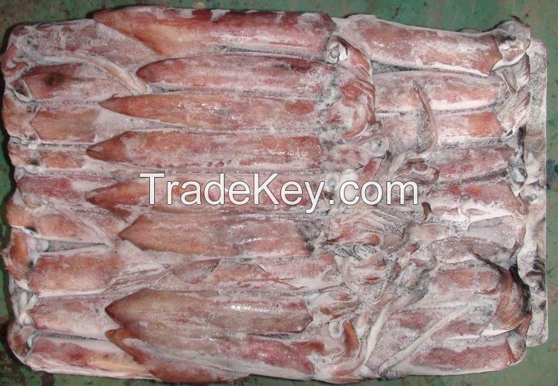 Frozen Squid For sale