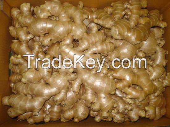 Organic Fresh And dried Ginger