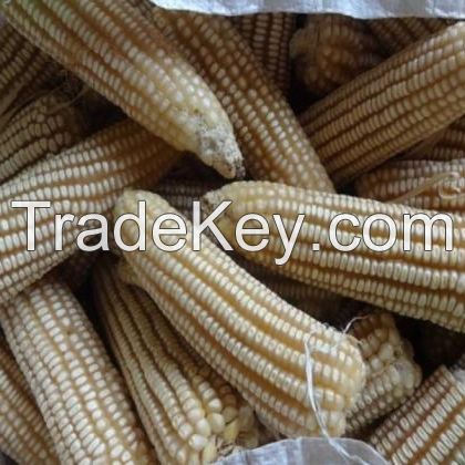 Dried White Corn / White Maize