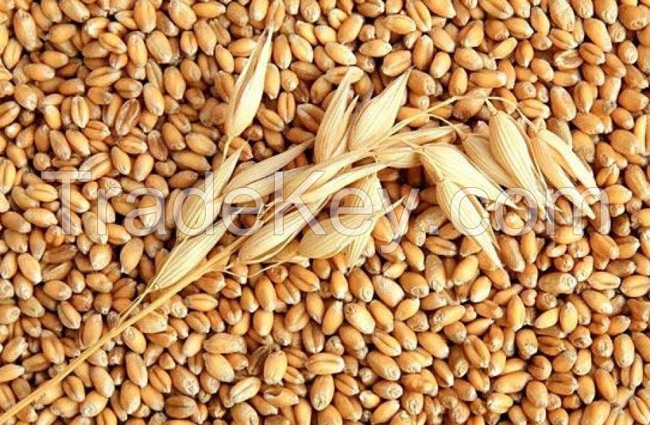 barley