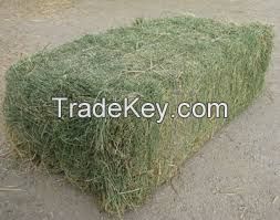 Alfalfa hay