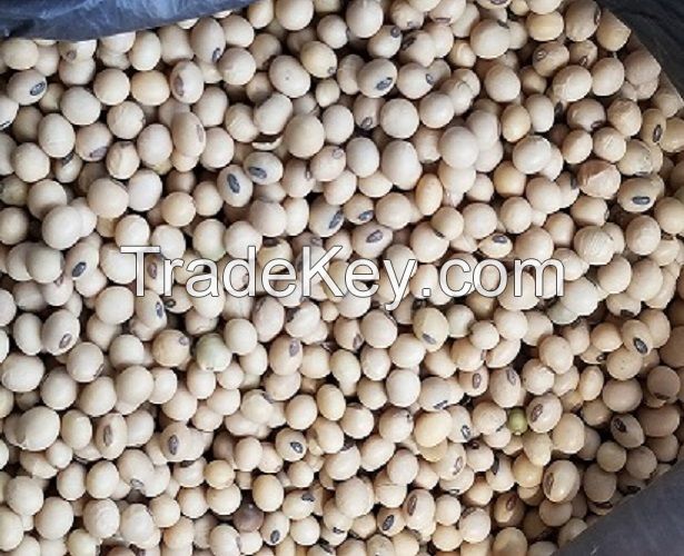 Soya Beans