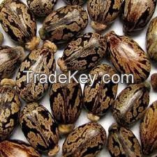 High Quality Castor Seeds