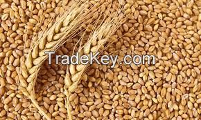 Non-GMO Soft Milling Wheat for Human Consumption