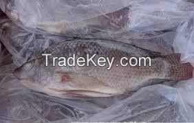 Frozen Tilapia, Frozen Ribbon Fish, Frozen Pacific Mackerel, Frozen Sardine Fish