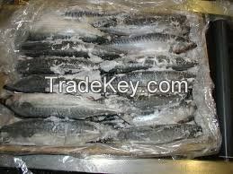 Frozen and Fresh Mackerel Fish, Herring Fish , Dry Stockfish