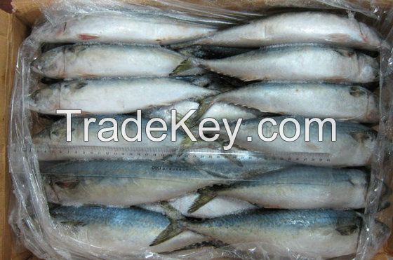 Frozen Mackerel Fish