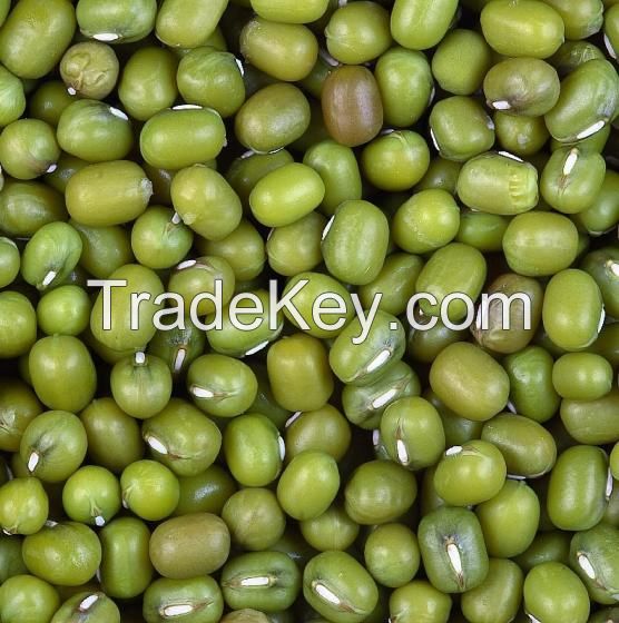 Green Mung Bean