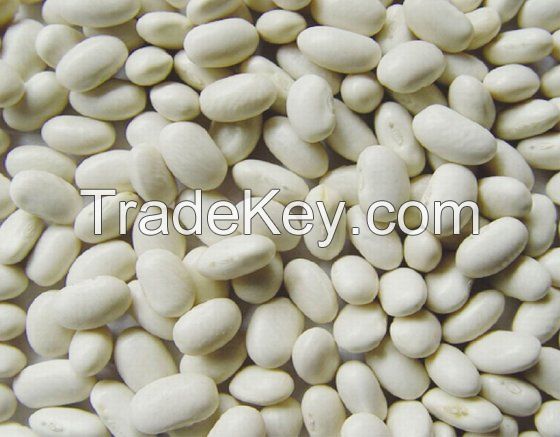 White Beans / White Kidney Beans