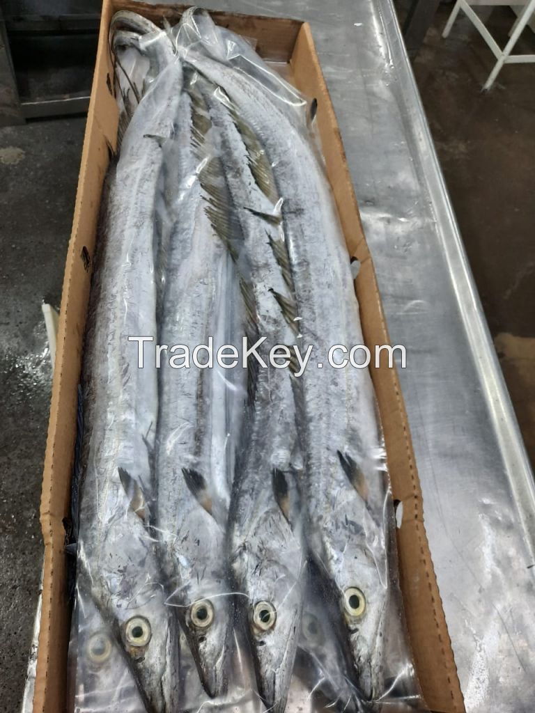 Frozen - RIBBONFISH - Trichiurus lepturus