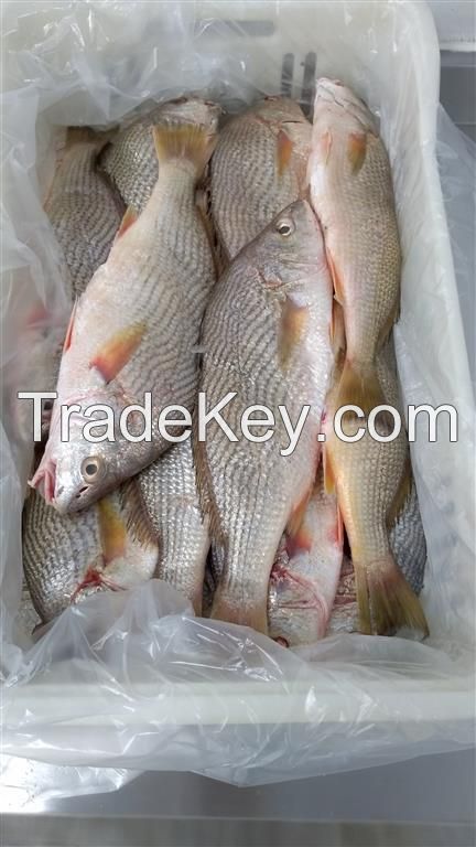 Frozen - WHITE CROAKER - Umbrina Canosai