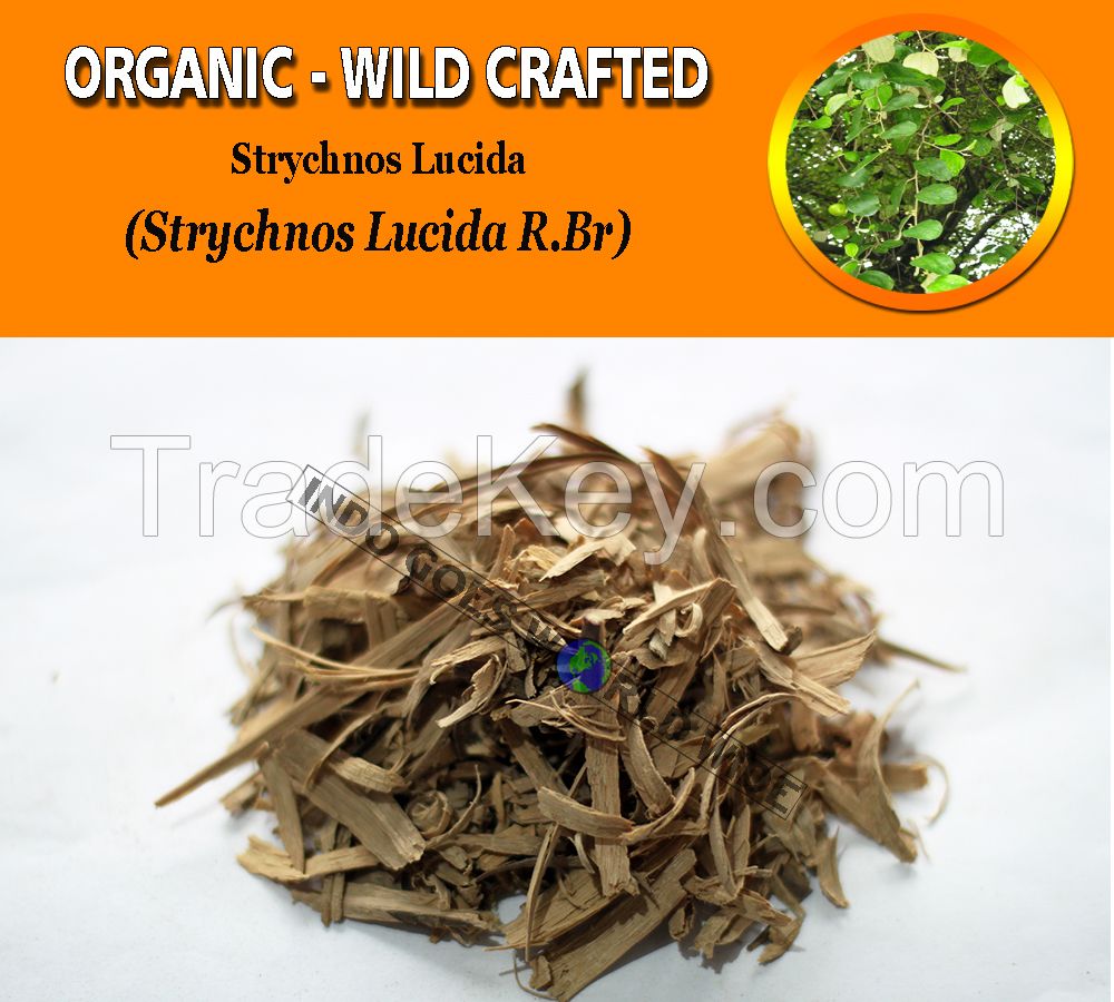 WHOLESALE Strychnine Tree Nux Vomica Poison Nut Semen Strychnos Quaker Buttons Strychnos Nux-Vomica Organic Wild Crafted Herbs
