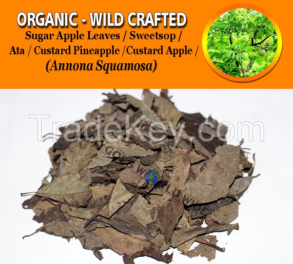 WHOLESALE Sugar Apple Leaves Sweetsop Custard Apple ATA Custard Pineapple Annona Squamosa Organic Wild Crafted Herbs