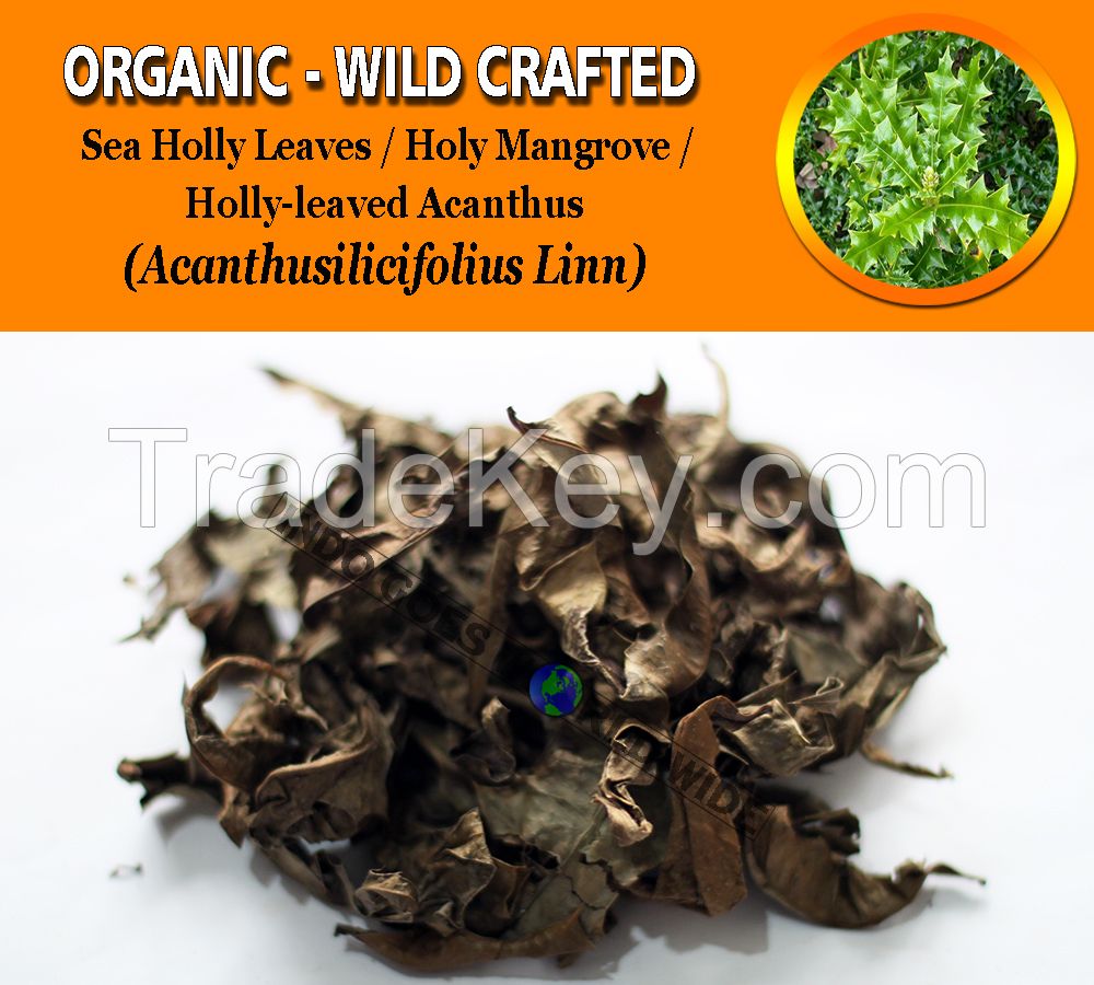 WHOLESALE Sea Holly Leaves Holy Mangrove Holly-leaved Acanthus Acanthus Ilicifolius Organic Wild Crafted Herbs